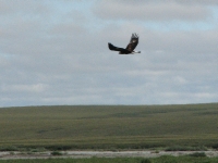 Golden Eagle